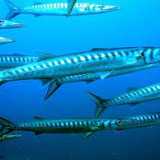 Barracuda